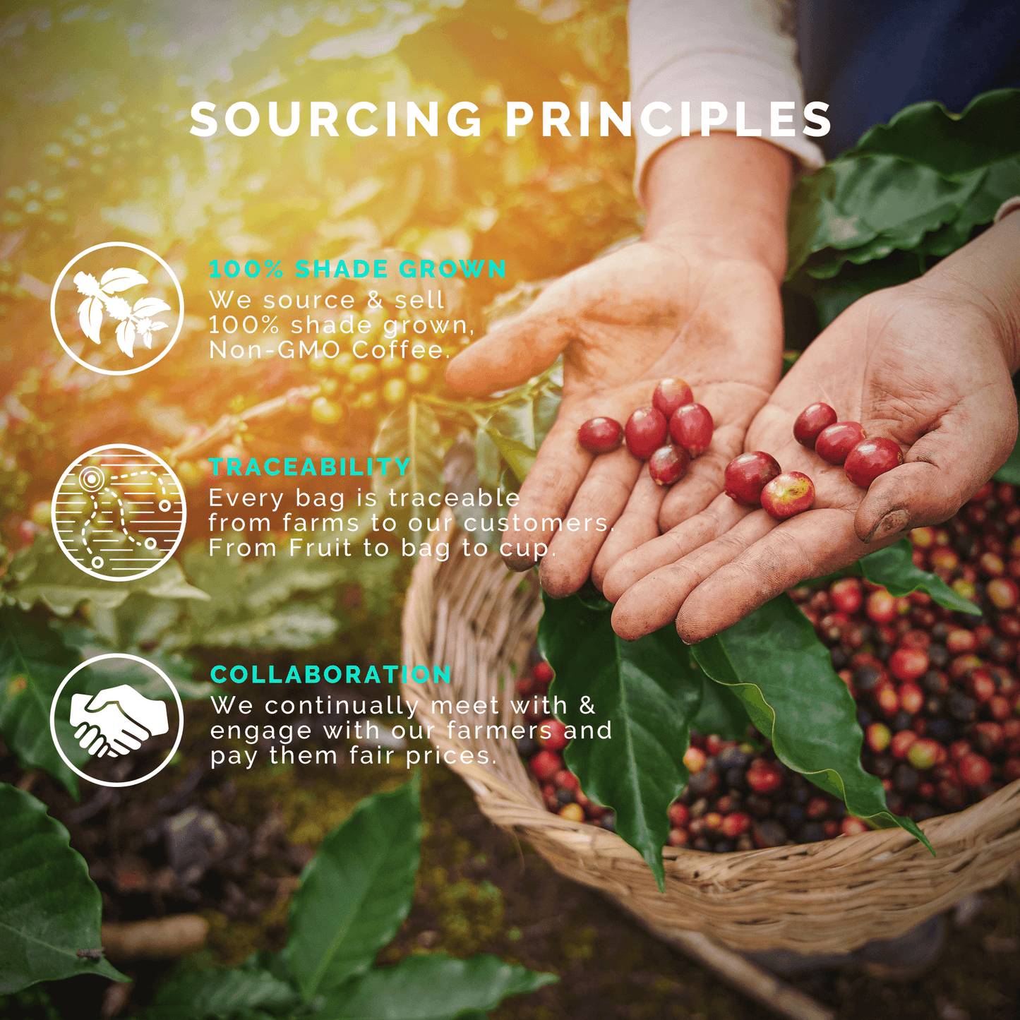 Light-Medium Starter Pack (Monsoon Malabar, Breakfast Blend, Bourbon Infused; 12OZ)