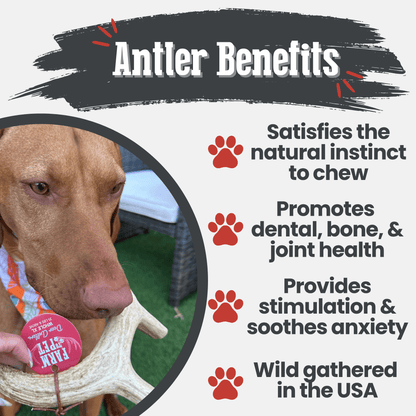 Deer Antler Dog Chews | Organic Chews for Dogs