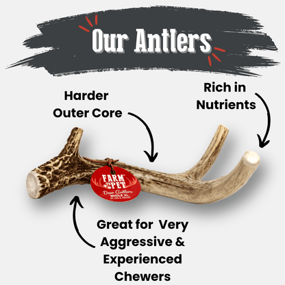 Deer Antler Dog Chews | Organic Chews for Dogs