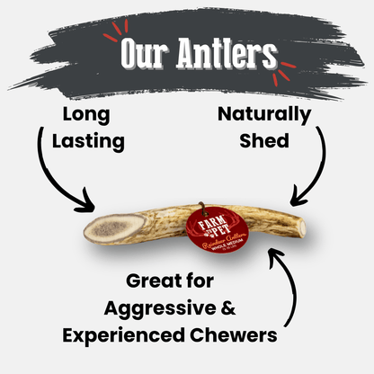 Reindeer Antler Dog Chews | Organic Chews for Dogs
