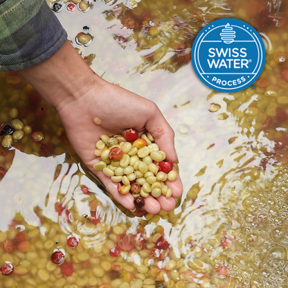 Lil' Red | Decaf Single Origin | Colombia | Swiss Water Process Decaffeinated