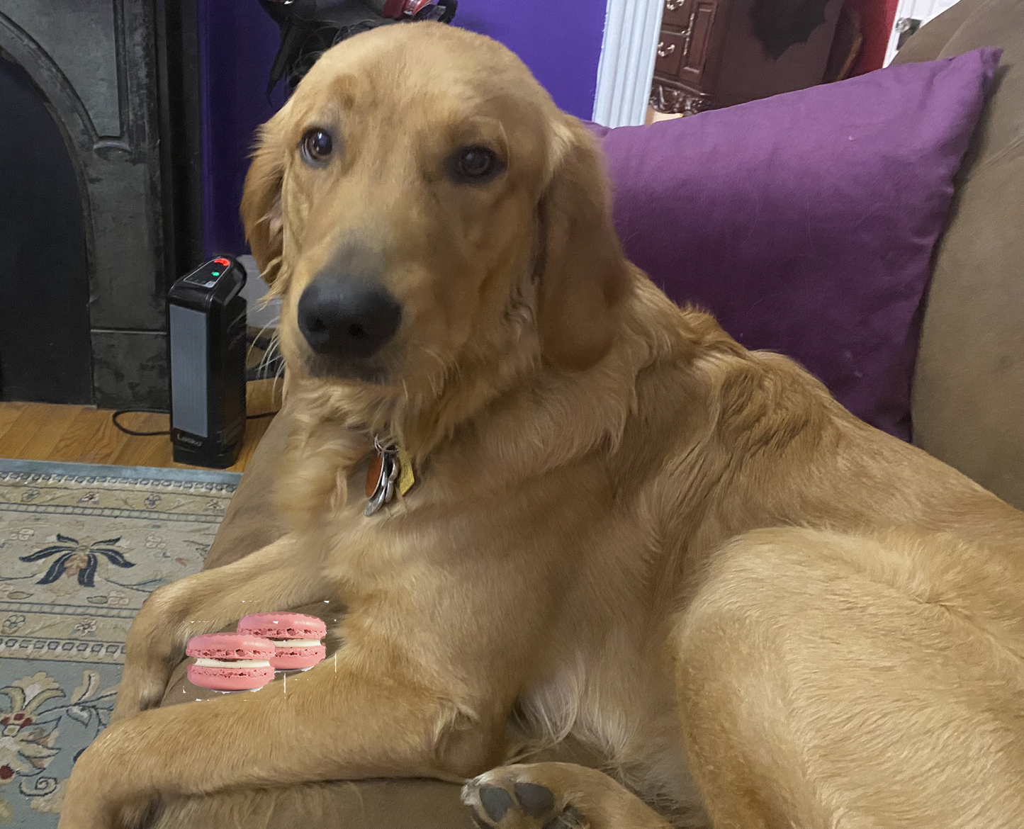 Organic Peanut Butter Macarons for Dogs — Gourmet Soft & Dog-Safe Treats